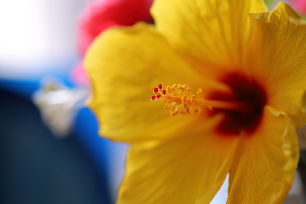 夏を謳歌する花