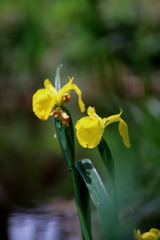 水辺の花