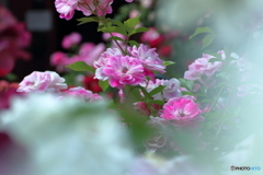 中庭の薔薇