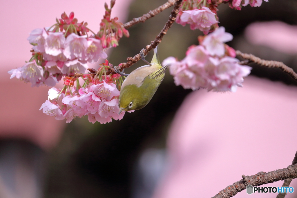 熱海桜とメジロ