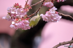 熱海桜とメジロ