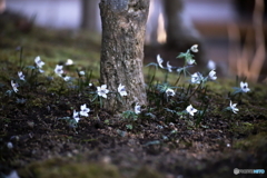 待ち遠し～・花・・♪