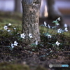 待ち遠し～・花・・♪