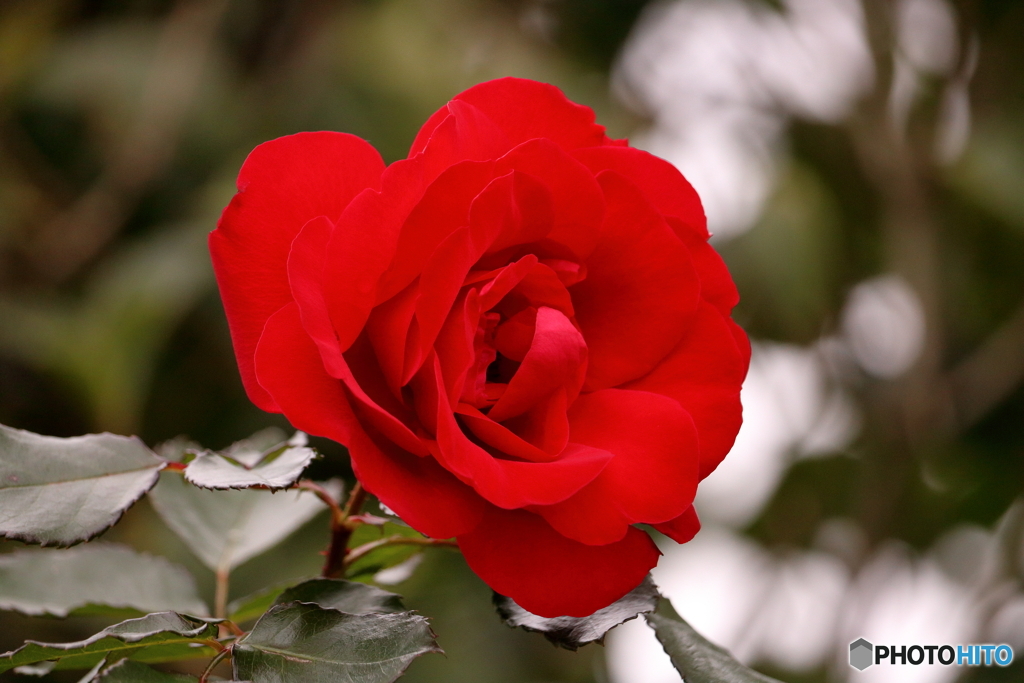 初冬の薔薇