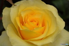 薔薇の園４