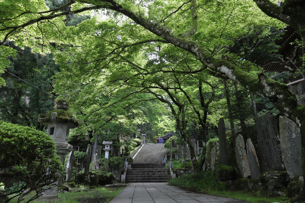 新緑と古刹