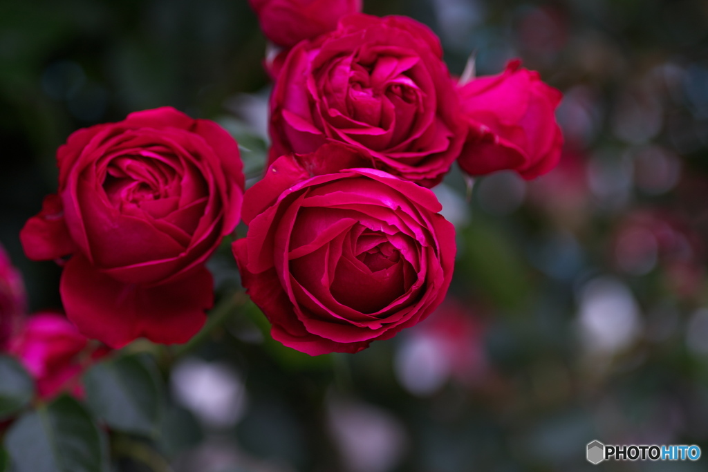 五月の薔薇　その1