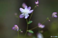 春の山野草