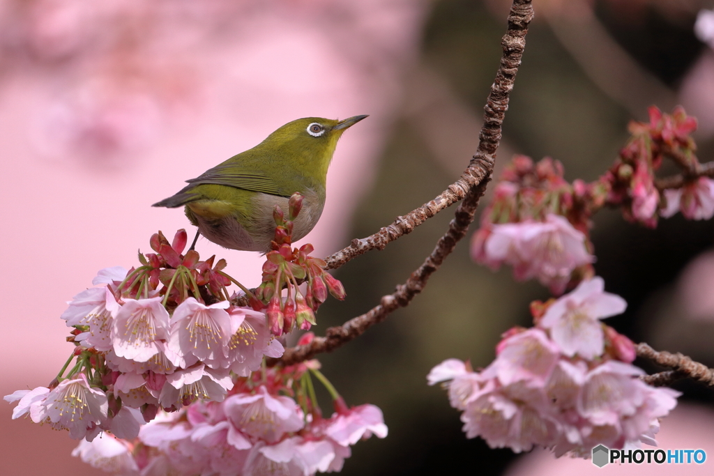 あたみ桜とメジロ③