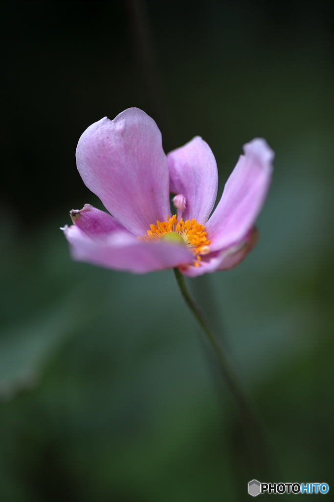 庭に咲く秋明菊