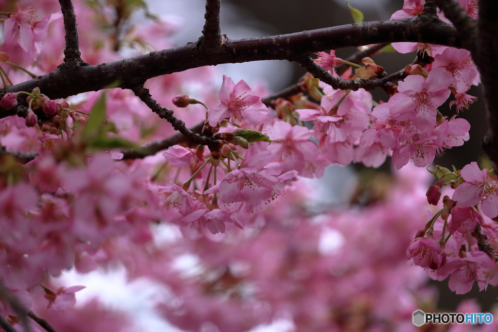 宗仲寺の河津桜