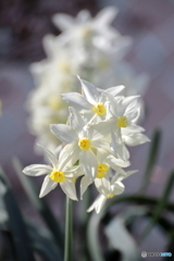 白い春の花②