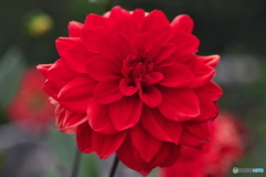 季節の花