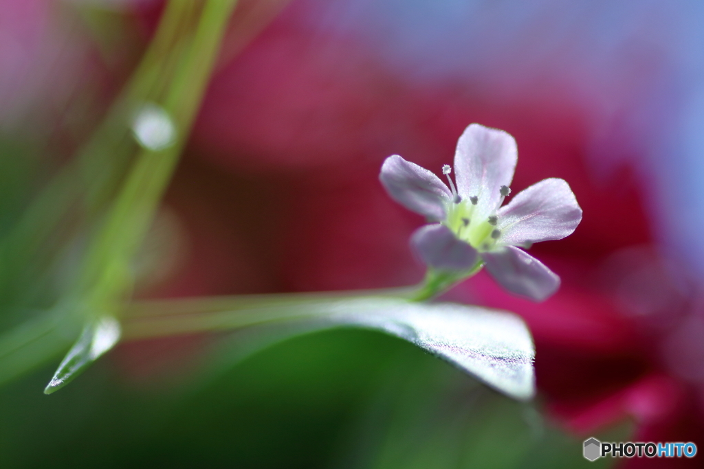 小さな々花