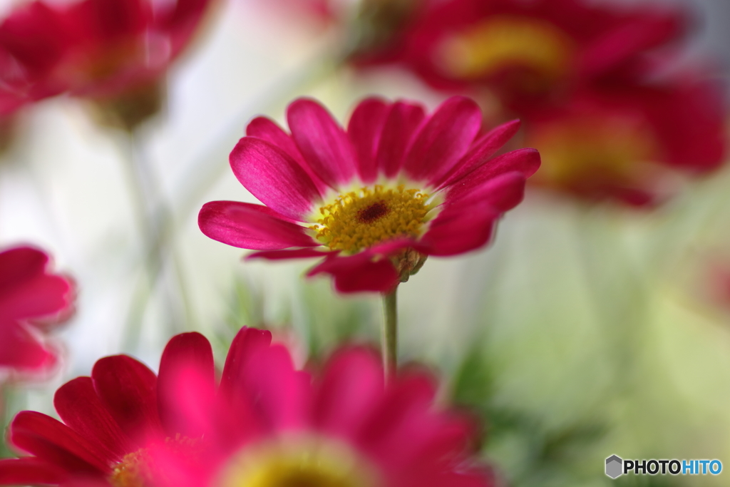 庭の花 マーガレットモリンバ By Nakatsu Id 写真共有サイト Photohito