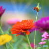 散り行く花も・・・