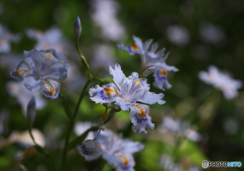 日陰でも輝く花・・・♪