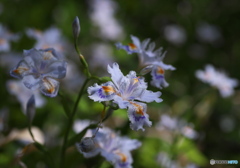 日陰でも輝く花・・・♪