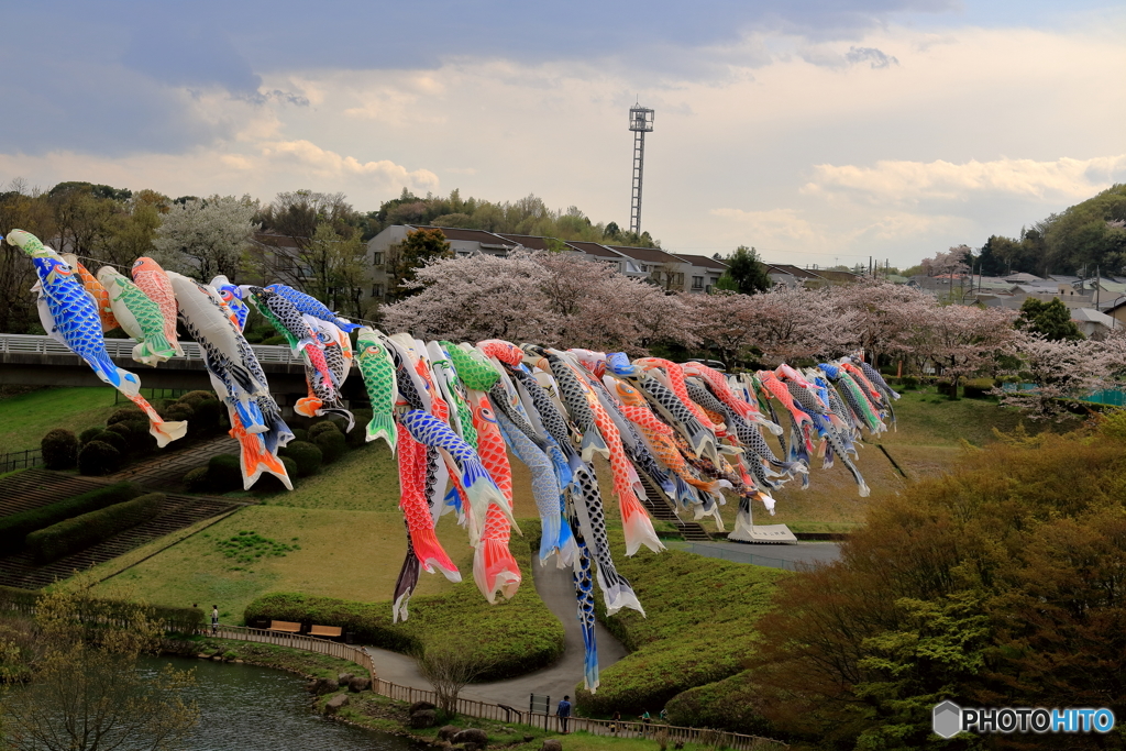 鯉のぼりと桜