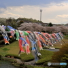 鯉のぼりと桜