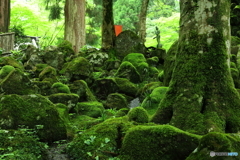 山寺の苔