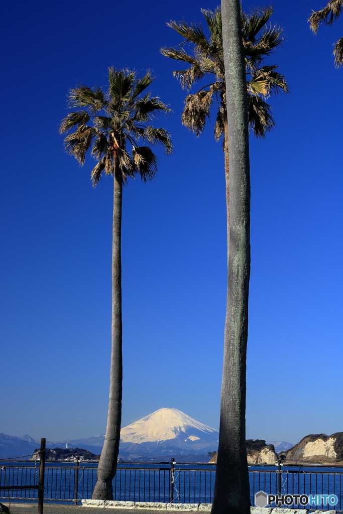 パームツリーと富士山