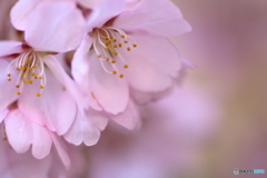 宴模様