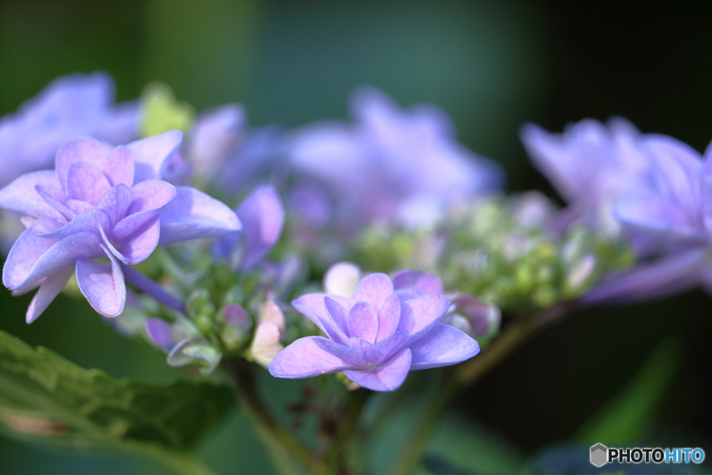 紫陽花の季節①