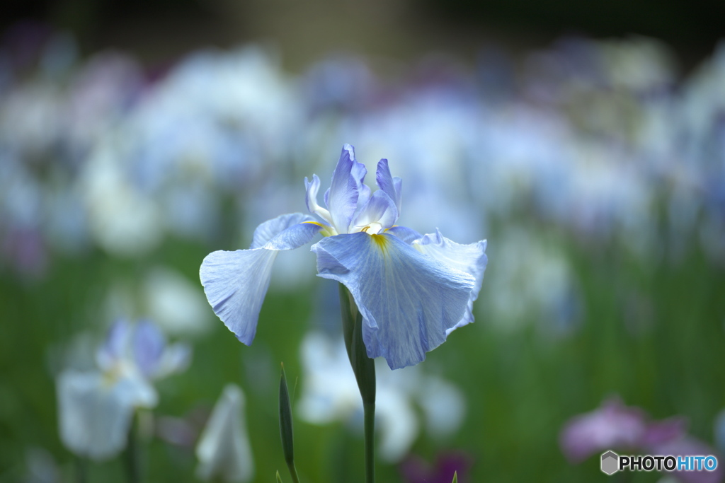 花菖蒲　③