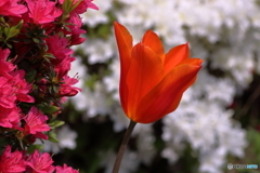 散歩道の花たち