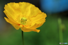 陽気な花・・・♪