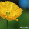 陽気な花・・・♪