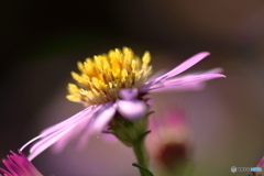 秋の花　小菊②