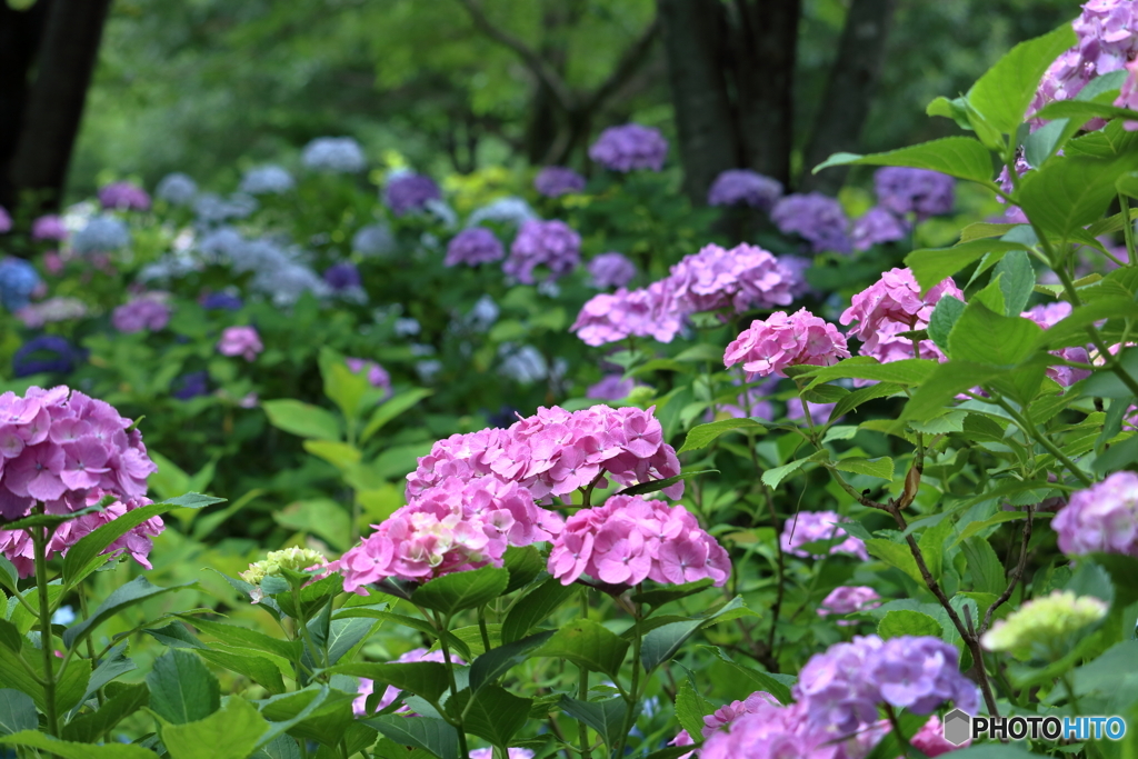 紫陽花の園①
