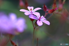 野草 姫風露