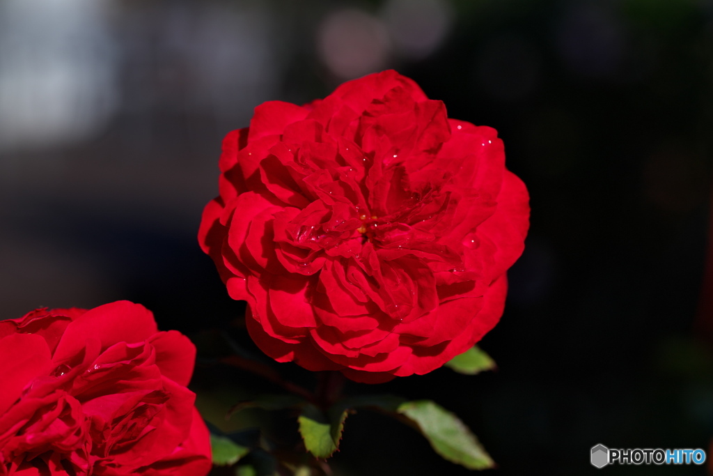 秋の薔薇④