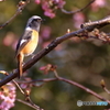 桜とジョウビタキ