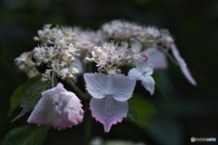 紫陽花　その3