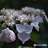 紫陽花　その3