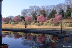 相模原公園のオカメザクラ