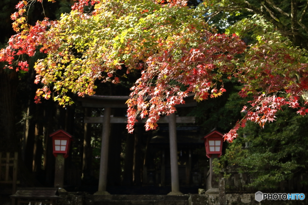 もう紅葉の季節２