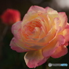 冬の薔薇