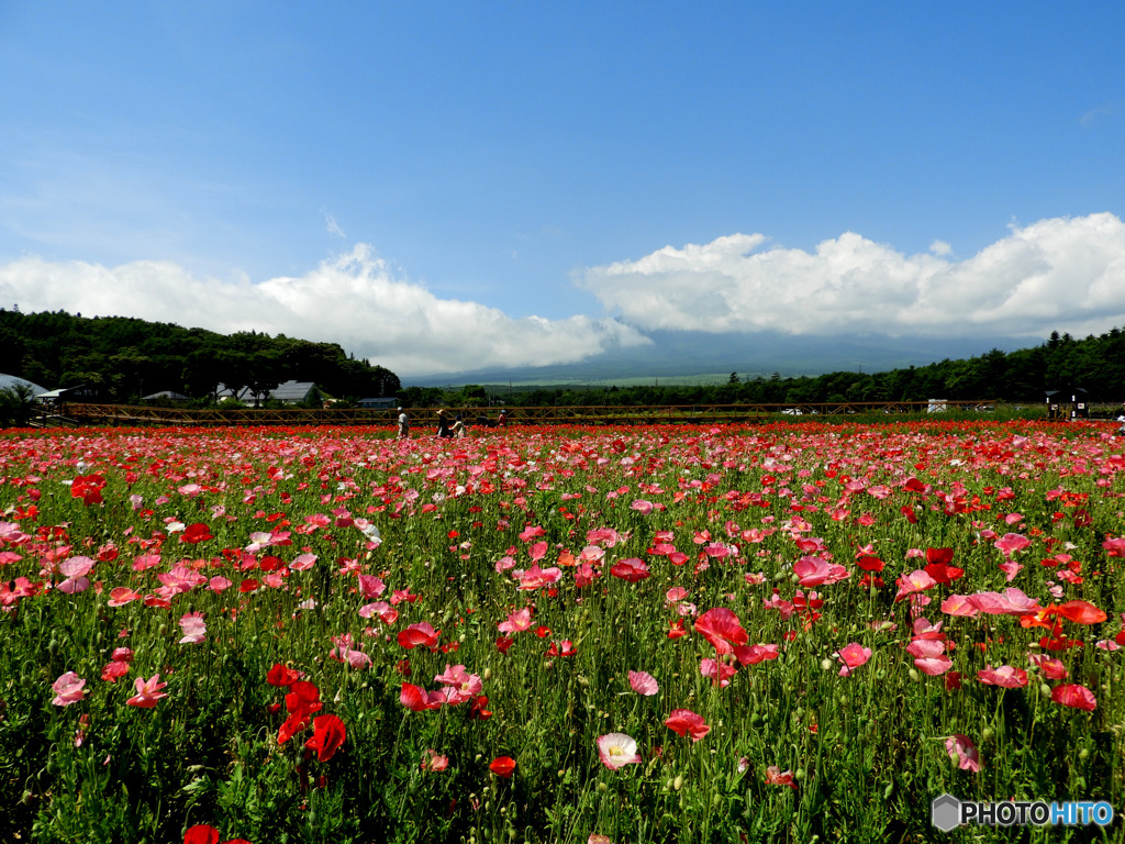 ポピーの花畑