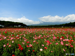 ポピーの花畑