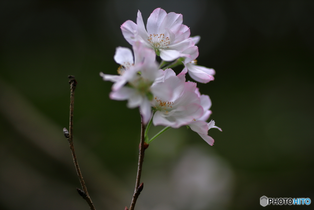 十月桜