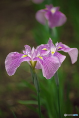 花菖蒲　①