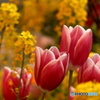 チューリップ