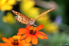 秋の花に舞い降りて①