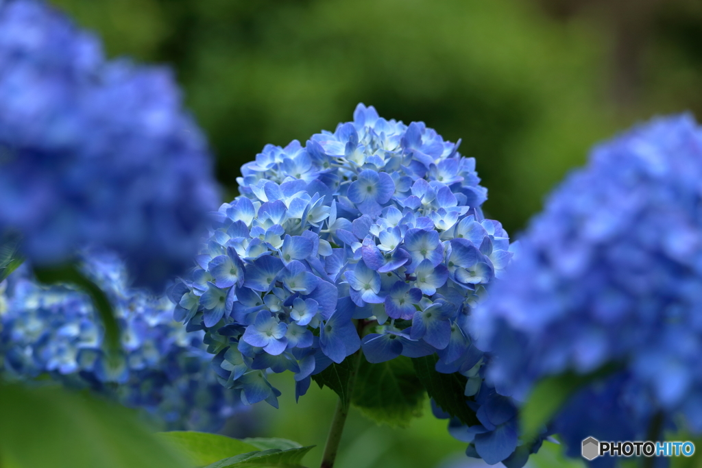 紫陽花の季節③