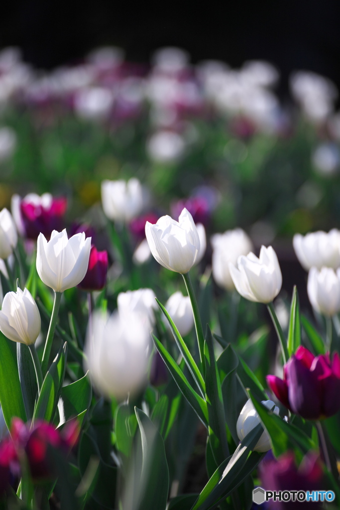 冬の花壇 　その２